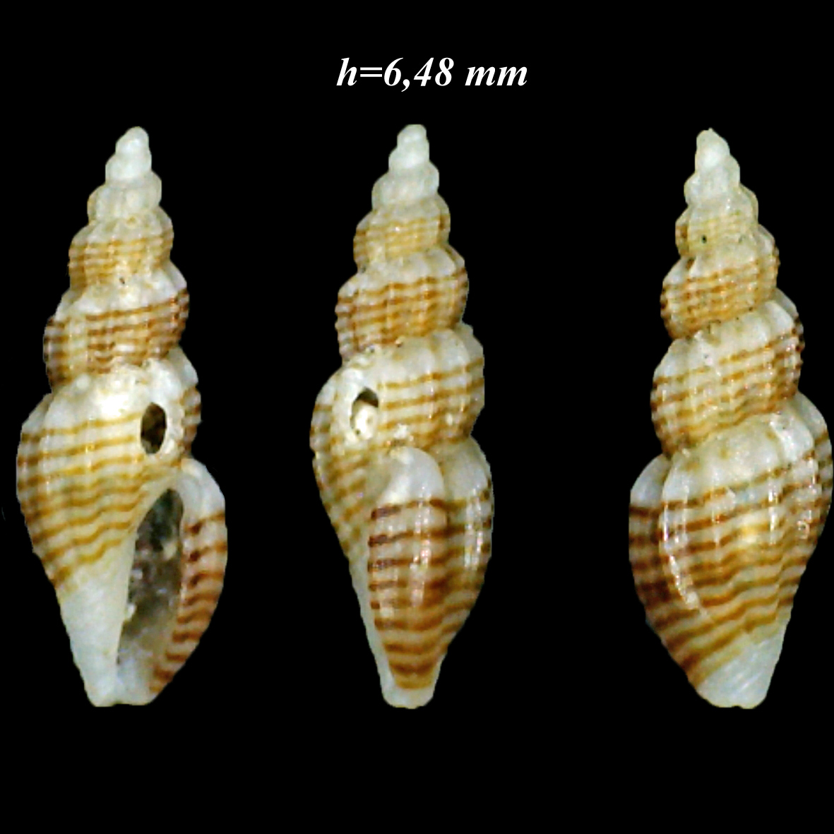 Mangelia multilineolata